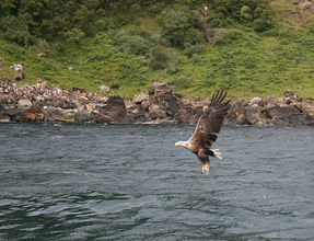 white tailed Sea Eagles now nesting near Mountshannon Co. Clare   
